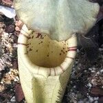 Nepenthes burbidgei Liść