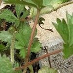 Potentilla nepalensis Corteza