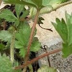 Potentilla nepalensis خشب