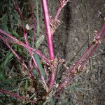 Amaranthus torreyi Květ