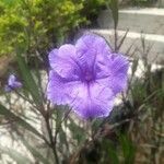 Ruellia tuberosa फल