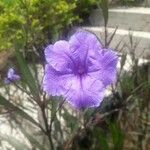 Ruellia tuberosa Froito