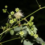 Zapoteca formosa Hábito
