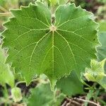 Abutilon grandiflorum Folla