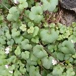 Cymbalaria muralis Blatt