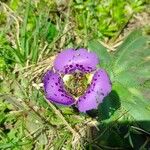 Zygopetalum maculatum Blomst