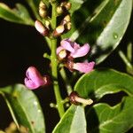 Lonchocarpus lanceolatus Fleur