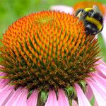 Echinacea angustifolia Цвят