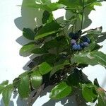 Berberis aquifolium Φύλλο