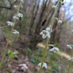 Pyrola rotundifolia Çiçek