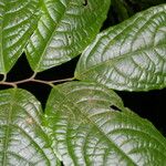 Celastrus vulcanicola Leaf