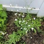 Gypsophila elegansBlüte