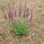 Salvia nemorosa Habit