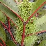 Cunonia macrophylla Λουλούδι