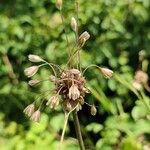 Allium oleraceum Flor