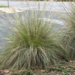 Muhlenbergia lindheimeri Levél