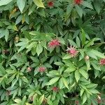 Illicium floridanum Blatt