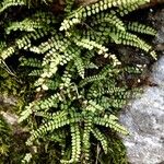 Asplenium trichomanes Hábitos