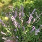 Calluna vulgarisফুল