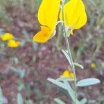 Crotalaria juncea Flor