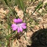 Eudianthe coeli-rosa Flower