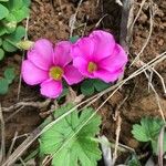 Oxalis purpurea Kvet
