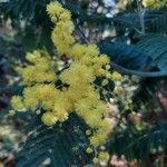 Acacia dealbata Blomst