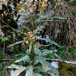 Senecio cacaliaster Hábito