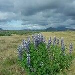 Lupinus cosentinii Цвят