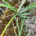 Carex flaccaLeaf