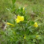 Chrysojasminum fruticans Plante entière