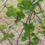 Clematis lasiantha Hoja