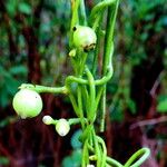 Cassytha filiformis ഫലം