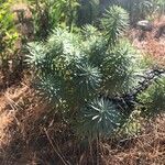 Euphorbia characias Lapas