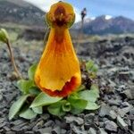 Calceolaria uniflora Λουλούδι