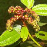 Miconia lacera Leaf