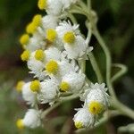 Pseudognaphalium californicum Flower