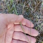 Stipella capensis Sonstige