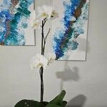 Phalaenopsis amabilisÇiçek