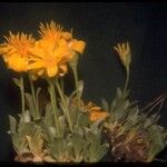 Stenotus acaulis Flor