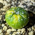 Astrophytum asterias Ліст