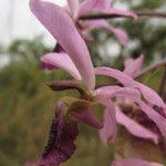 Eulophia cristata Λουλούδι