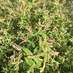 Spiraea tomentosa Leaf