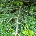 Abies nordmanniana Bark