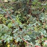 Rubus bertramii Blad