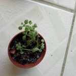 Crassula expansa ഇല