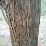 Juniperus oxycedrus 樹皮