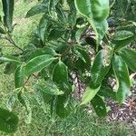 Prunus phaeosticta 葉