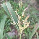 Sorghum halepenseFlor