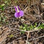 Vigna frutescens Blomma